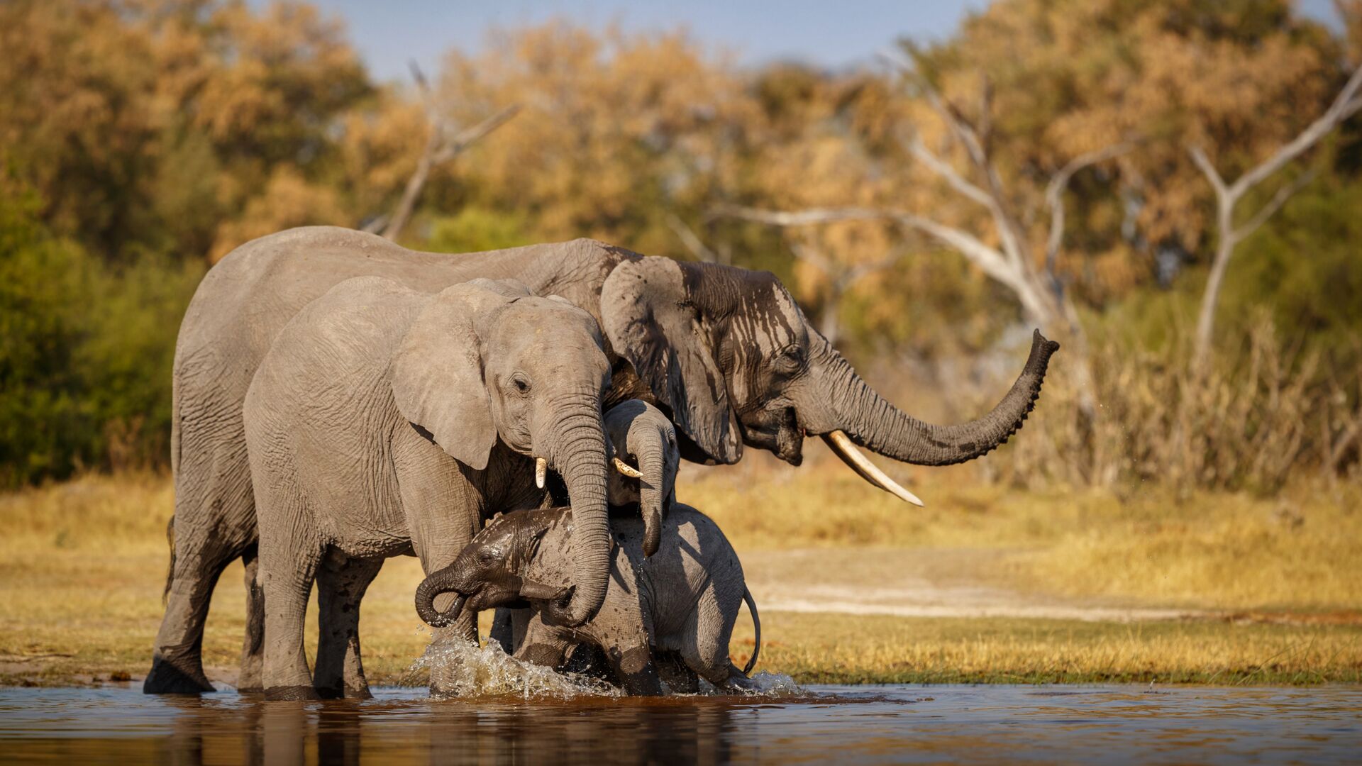 Wildlife Photography Tours