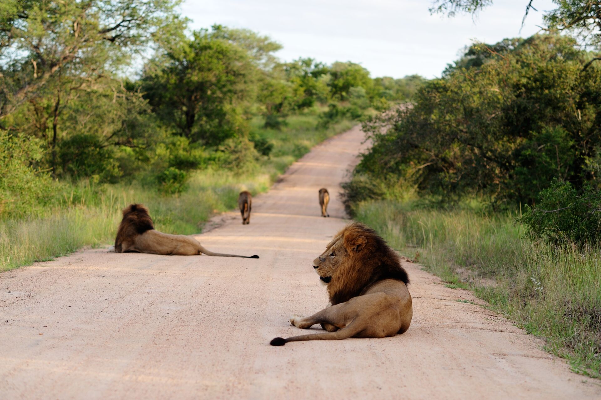 Luxury Tanzania Safaris